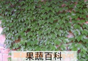 果蔬百科爬山虎
