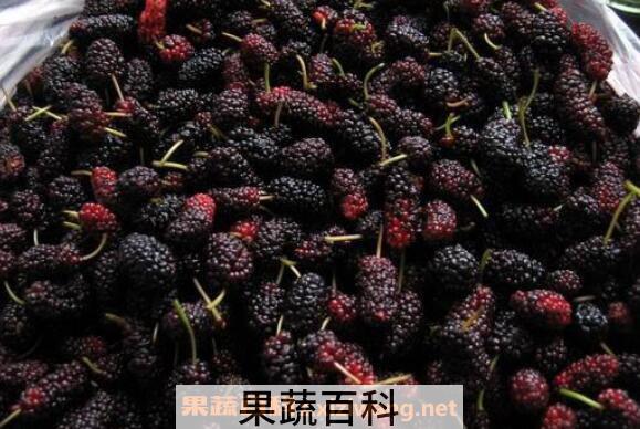 桑果的功效与作用