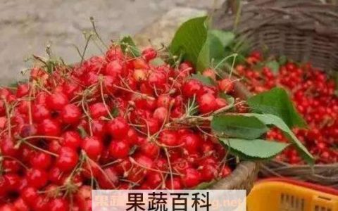 樱桃的营养价值 吃樱桃的好处