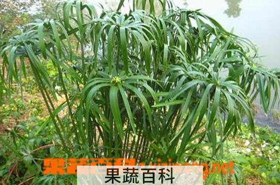 果蔬百科风车草
