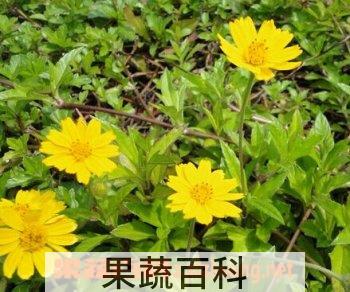 果蔬百科蟛蜞菊