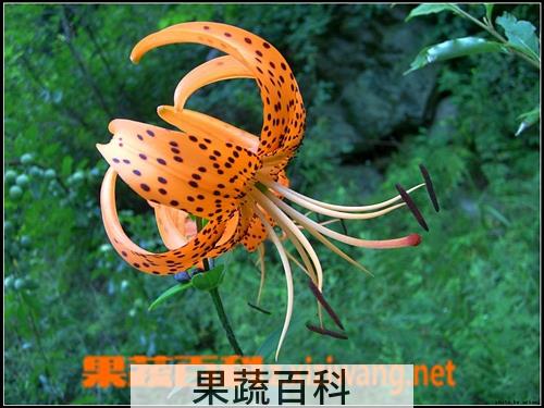 果蔬百科卷丹