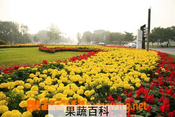 果蔬百科早小菊