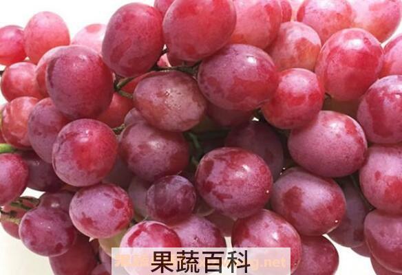 提子怎么吃最快 提子的食用方法