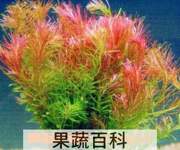 果蔬百科牛顿草