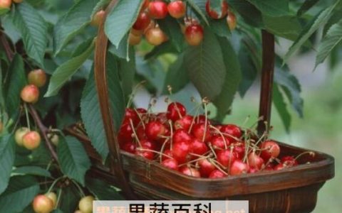 樱桃的功效与作用及禁忌