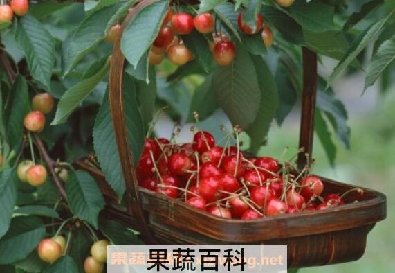樱桃的功效与作用及禁忌