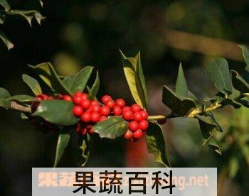 果蔬百科欧洲卫矛
