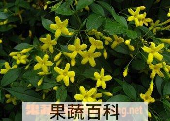 果蔬百科浓香探春