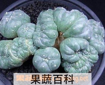 果蔬百科鸟羽玉