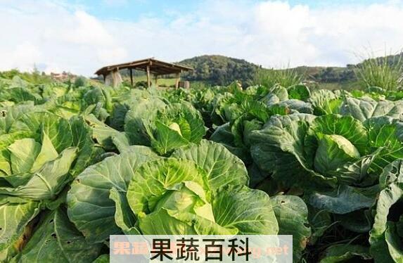 卷心菜怎么吃 卷心菜的功效与作用