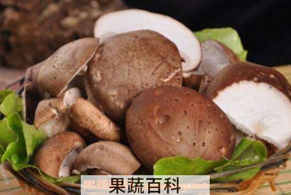 香菇的功效与作用 吃香菇的好处有哪些
