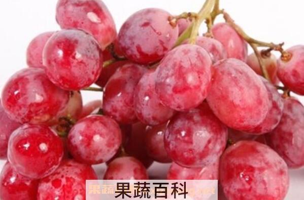 提子和葡萄的区别
