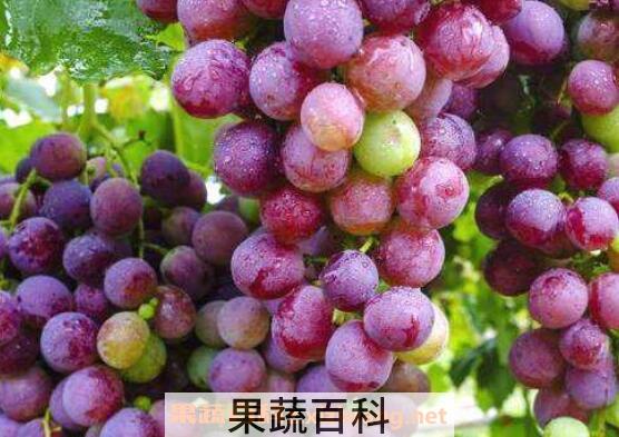 提子和葡萄的区别