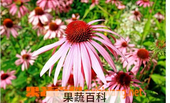 果蔬百科紫锥菊