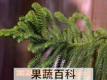 果蔬百科南洋杉