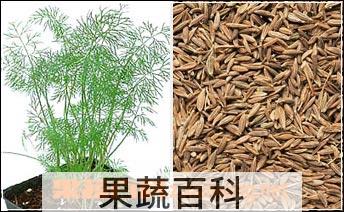 果蔬百科香莳萝