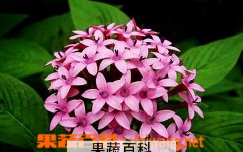 繁星花的功效与作用及禁忌 繁星花的功效与作用图片