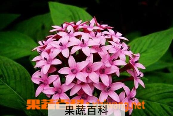 果蔬百科繁星花