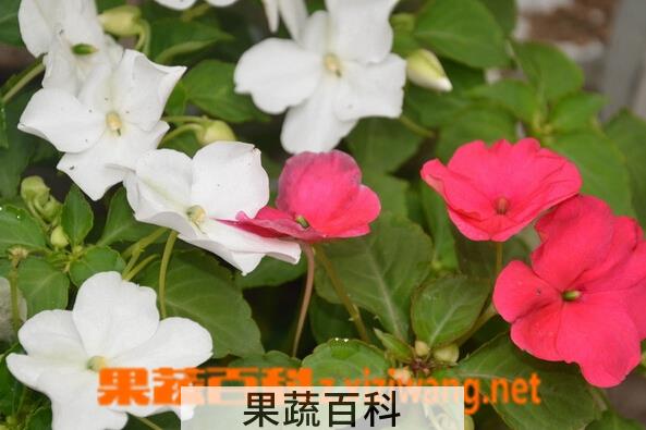 果蔬百科非洲凤仙花