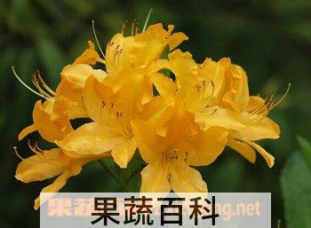 果蔬百科闹羊花