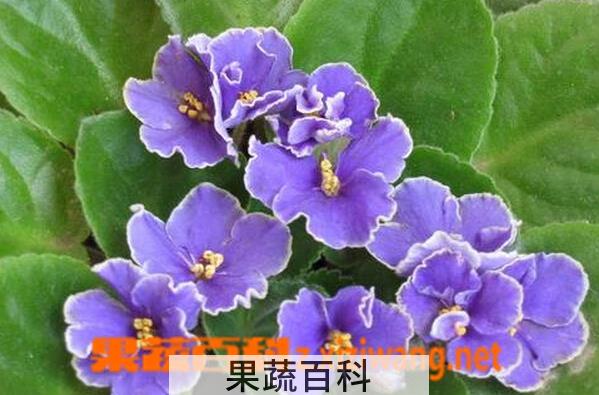 果蔬百科非洲紫罗兰