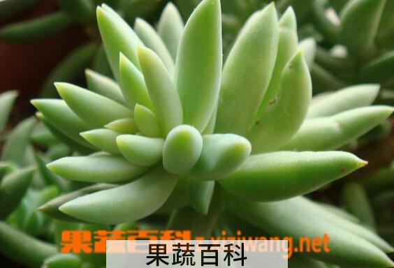 果蔬百科翡翠景天