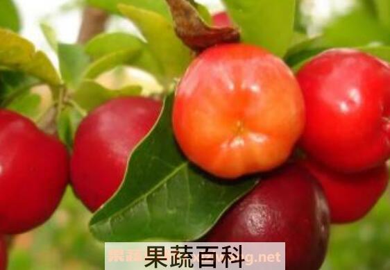 针叶樱桃的功效与作用