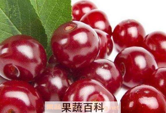 针叶樱桃的功效与作用