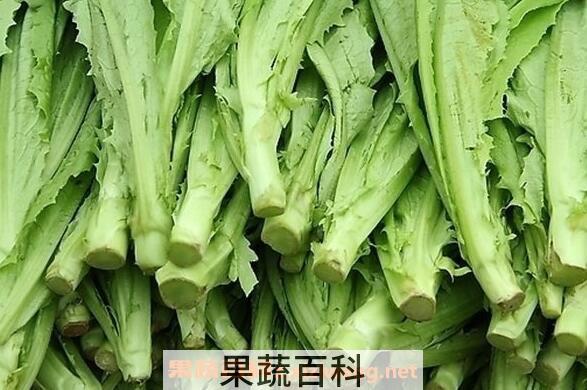 油麦菜的功效与作用 油麦菜的好处