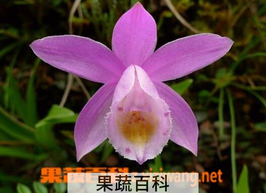 果蔬百科二叶独蒜兰