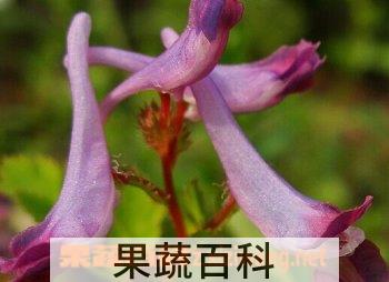 果蔬百科穆坪紫堇