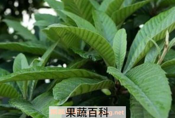 枇杷叶的功效与作用及常见用法