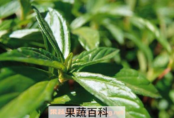 枇杷叶的功效与作用及常见用法