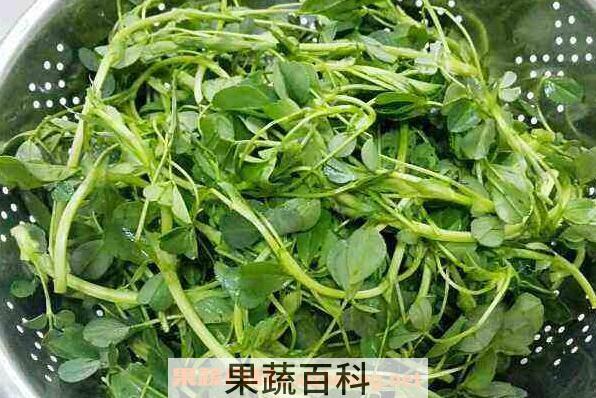 苜蓿哪些人不能吃 苜蓿不能和什么同吃