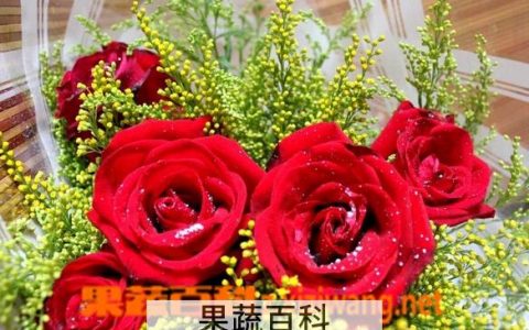 如何挑选好的玫瑰花品种 如何挑选好的玫瑰花茶