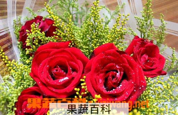 果蔬百科如何挑选好的玫瑰花