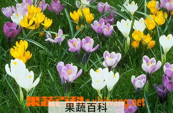 果蔬百科番红花