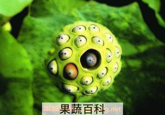 莲蓬怎么吃 新鲜莲子怎么吃比较好