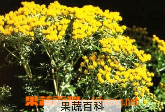 果蔬百科多花亚菊