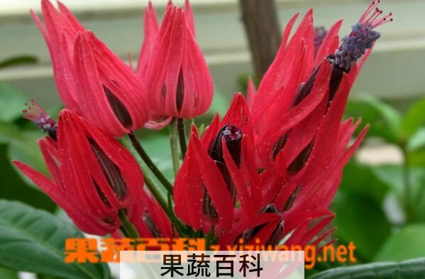 果蔬百科多花孔雀葵