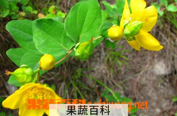 果蔬百科多蕊金丝桃