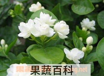 果蔬百科茉莉