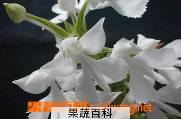 果蔬百科鹅毛玉凤兰