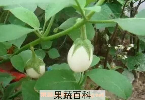 蛋树是什么树 蛋树怎么吃