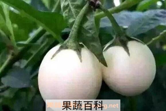 蛋树是什么树 蛋树怎么吃