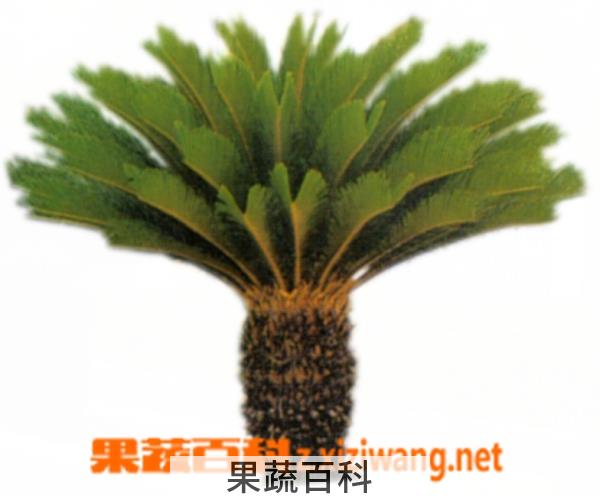 果蔬百科棕榈