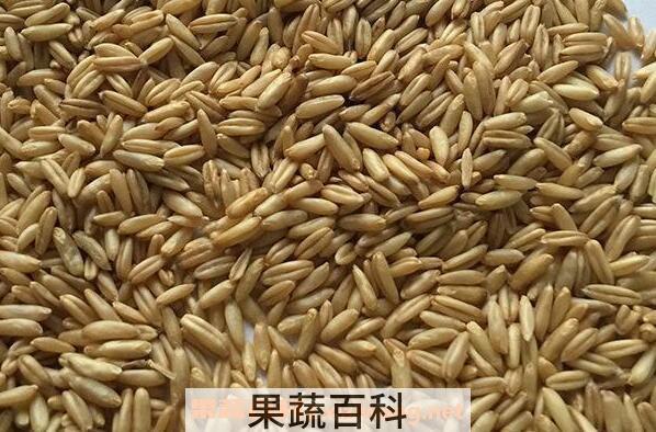 野燕麦的功效与作用 野燕麦能补肾吗