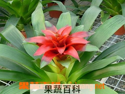 果蔬百科贞凤梨