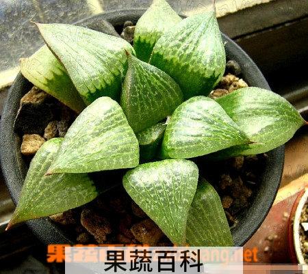 果蔬百科水晶掌